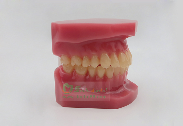 TM-B6 Orthodontic Model
